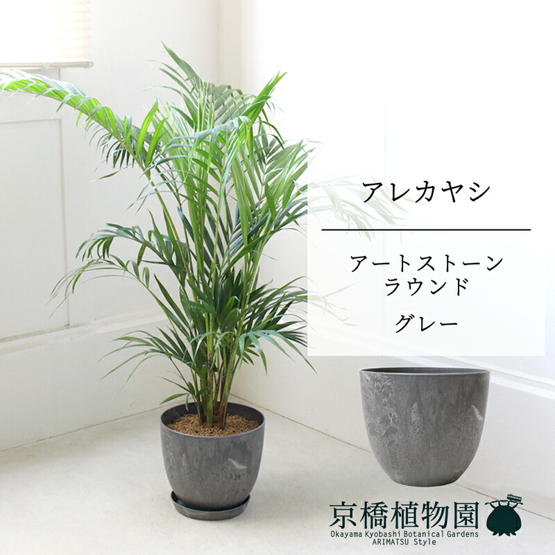 【SS引き換え証あり】【工芸石ころ ラウンド 薄墨色】アレカヤシ 7号 6G【真っただ中大きさ/床置き/御祝/造営祝賀会/育て分かりやすい/観葉草木/椰子科/薄墨色/灰】【大型】