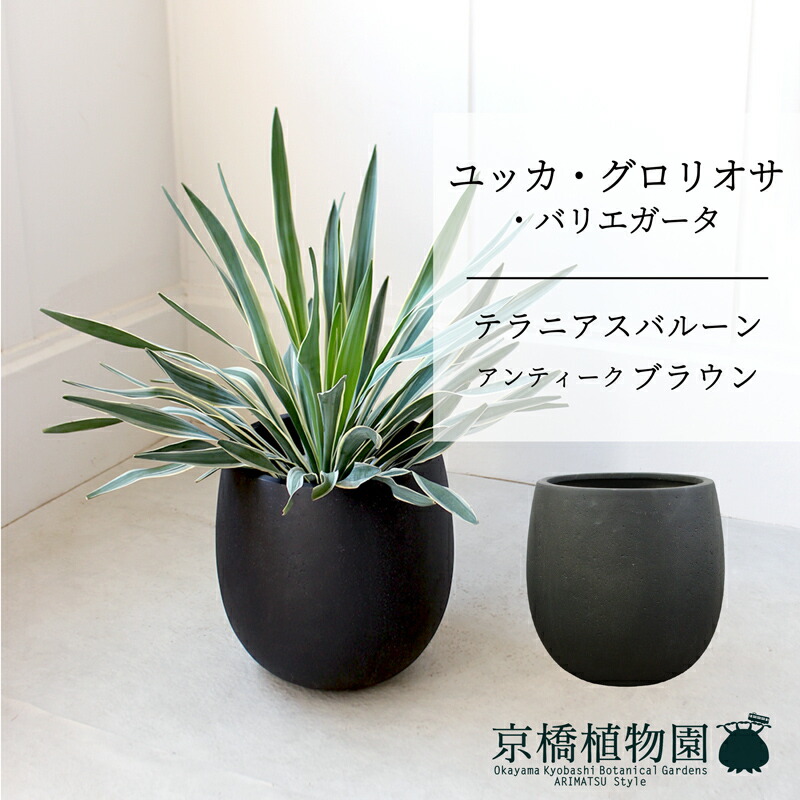 楽天市場】【SSクーポンあり】【スターターセット付】【バルーン