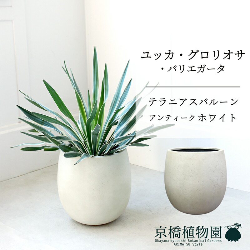 楽天市場】【現品】ボンバックス 8号 黒鉢【選べる観葉植物】【観葉