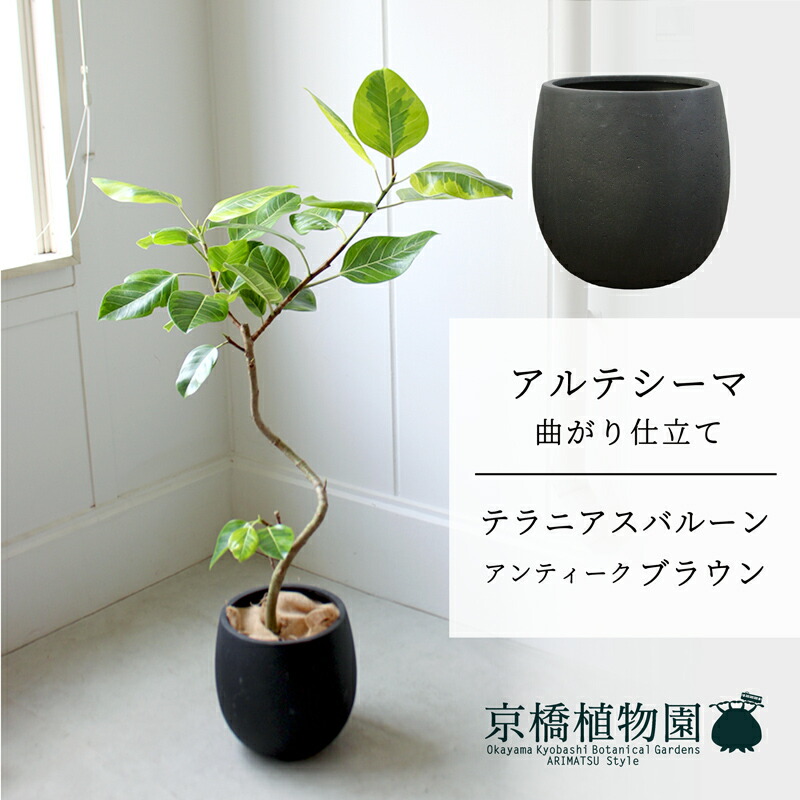楽天市場】【10日はP5倍】【マラソンクーポン有！】アルカン
