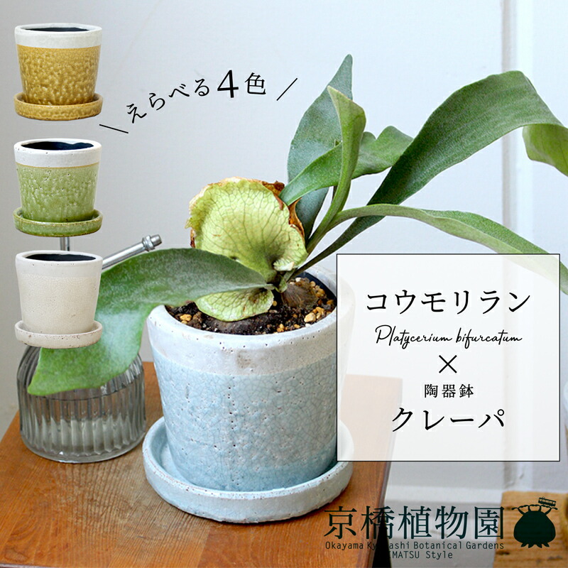 ビカクシダ　４種セット ビカクシダ 4種セット - メルカリ
