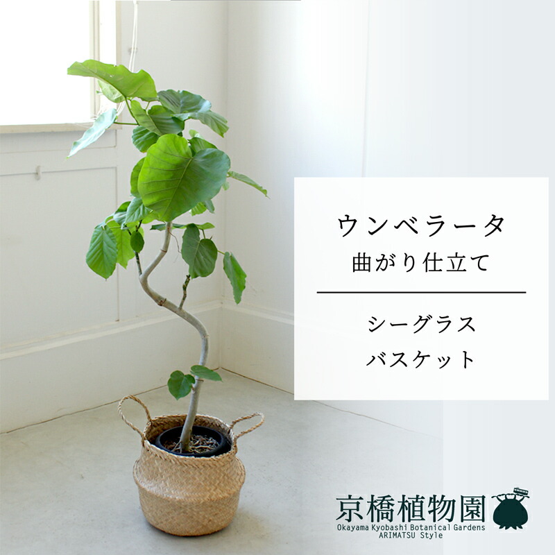 【マラソンクーポン有】【シーグラスバスケット】ウンベラータ　曲がり　6号【受け皿付】【ミドルサイズ/床置き/御祝/新築祝い/育てやすい/観葉植物/】【大型】