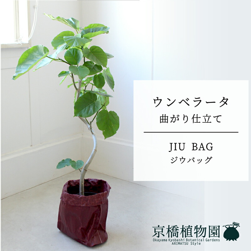 【マラソンクーポン有】【JIU BAG（ジウバッグ）】ウンベラータ　曲がり　6号【受け皿付】【ミドルサイズ/床置き/御祝/新築祝い/育てやすい/観葉植物/】【大型】