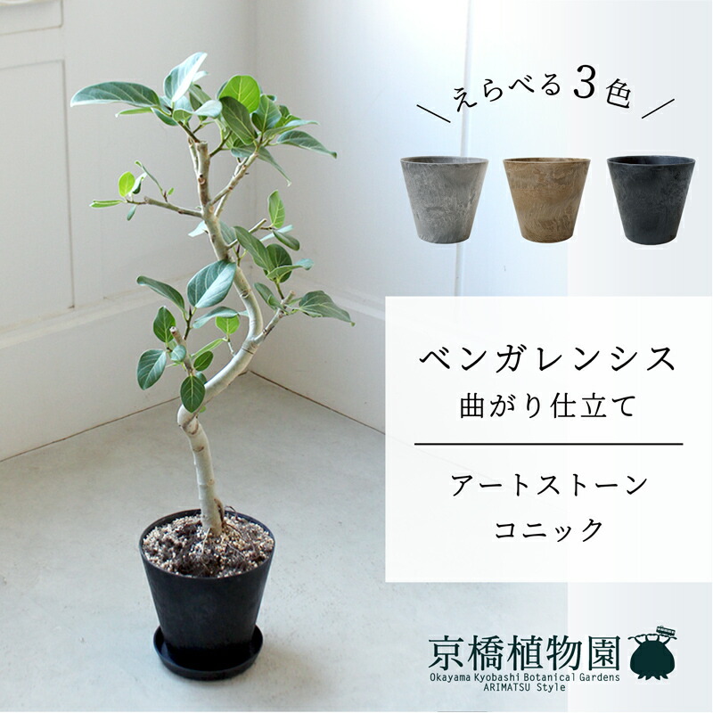 【工芸石ころ コニック】ベンガレンシス 曲がり 6G【受け皿付】【真っただ中大いさ/床置き/御祝/作りお祝い/育て分かりやすい/観葉草木/】【大型】 花・観葉植物-花・ガーデン・DIY