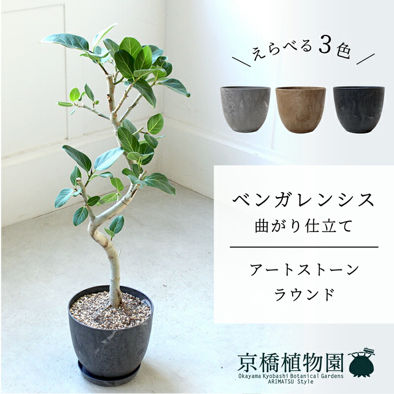 【現品】フィカス・アルテシーマ　6号　曲がり　黒鉢　（15） 楽天市場】【5日はP5倍！】【マラソンクーポン有】【現品