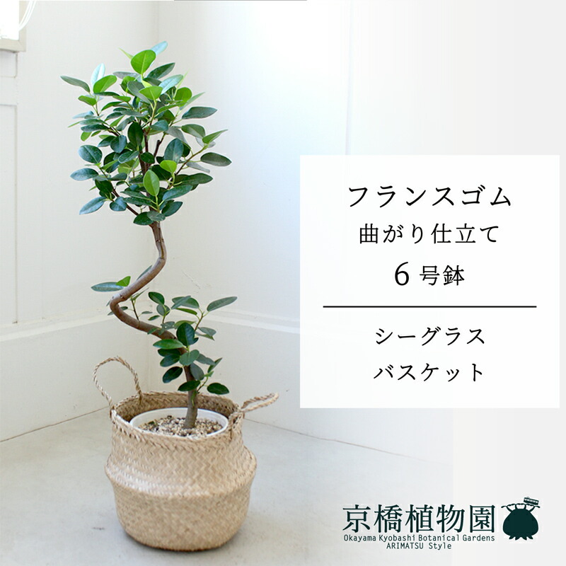 【シーグラスバスケット】フランス共和国天然ゴム 曲がり 6号【受け皿付】【真っただ中大いさ/床置き/御祝/作りお祝い/育て分かりやすい/観葉草木/】【大型】 花・観葉植物-花・ガーデン・DIY