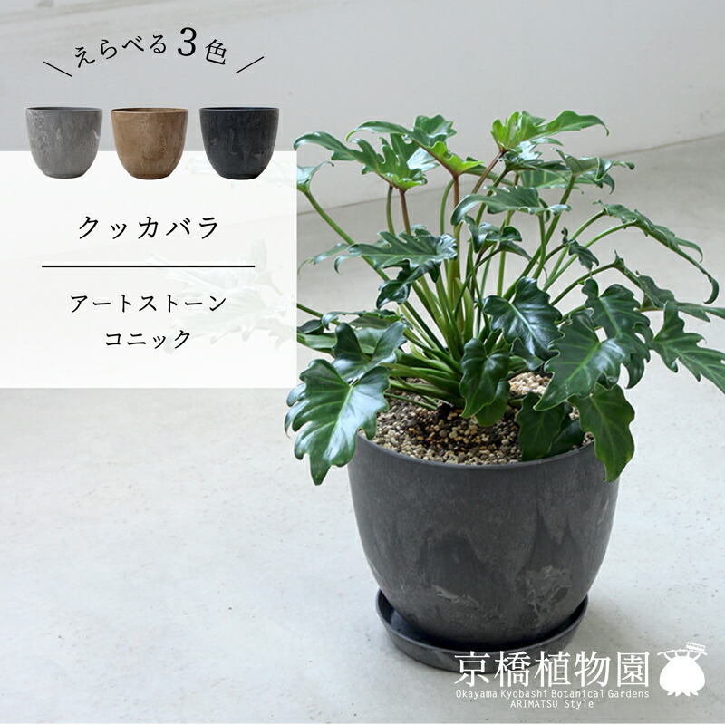 楽天市場】クッカバラ 5号【スモールサイズ/卓上/インテリア