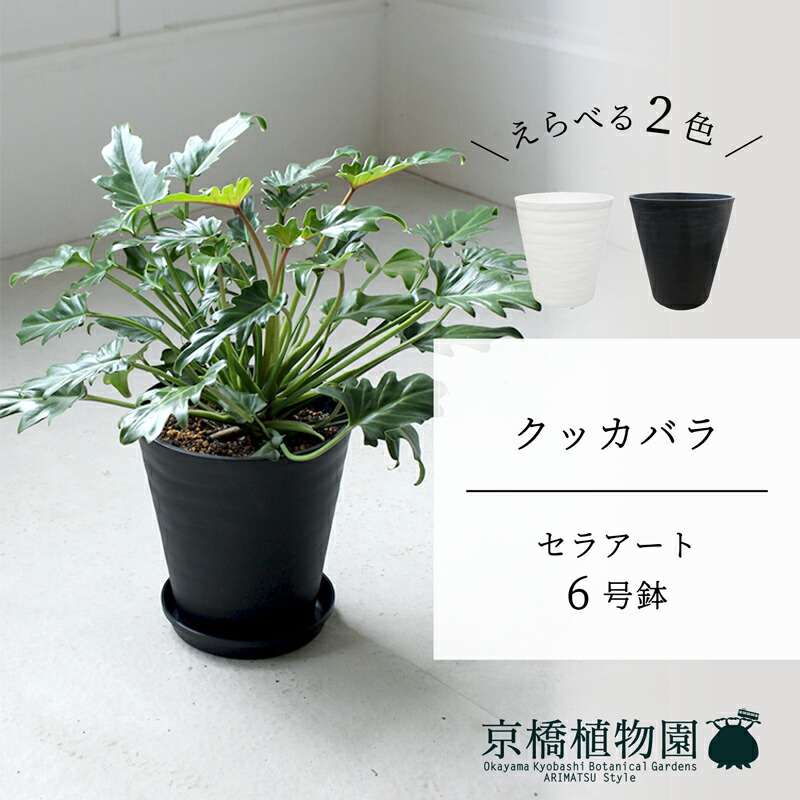【現品】クッカバラ　幹立ち　8号　青鉢　（2） 現品】クッカバラ 幹立ち 8号 青鉢 （2）