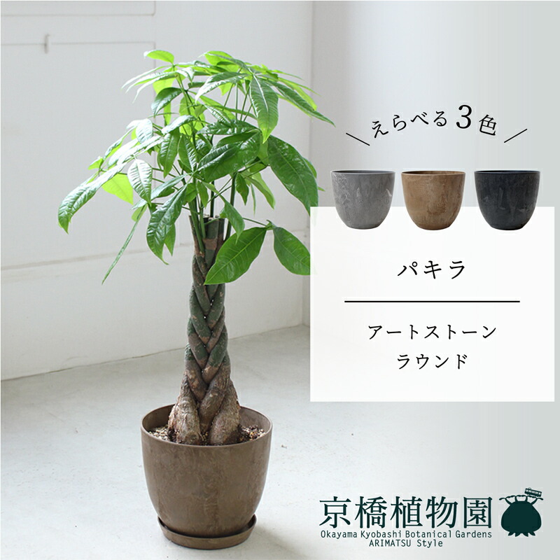 【SS引き換え証あり】【工芸石ころ ラウンド】パキラ 6G【受け皿付】【真っただ中大きさ/床置き/御祝/造営祝賀会/育て分かりやすい/観葉草木/】