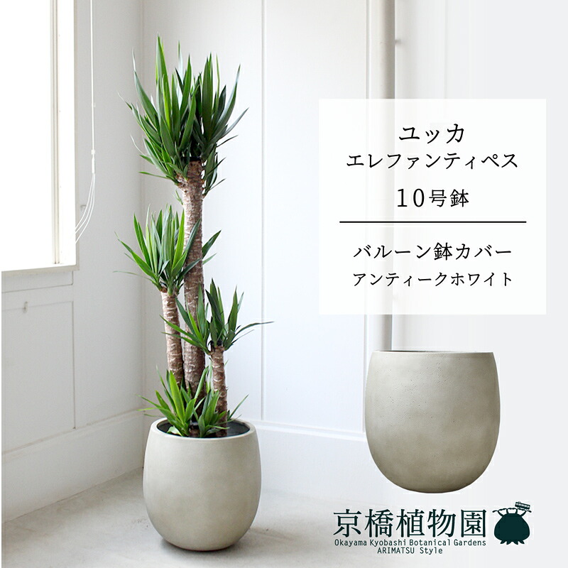 【軽気球鉢取りまかなう付き添い人/アンティーク白いこと】ユッカ・エレファンティペス10号【受け皿付】【兄ちゃんの木】【ラージサイズ】