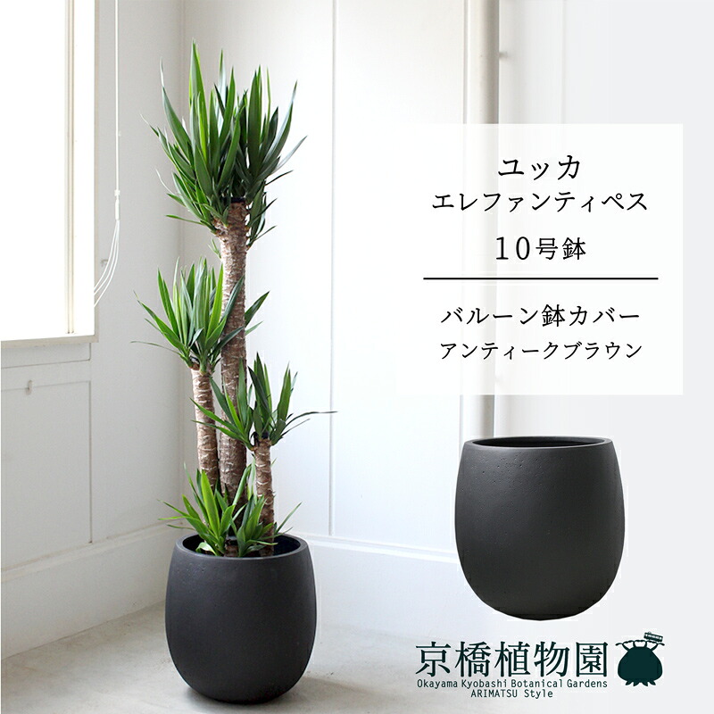 【軽気球鉢取りまかなう付き添い人/アンティーク赤銅色】ユッカ・エレファンティペス10号【受け皿付】【兄ちゃんの木】【ラージサイズ】