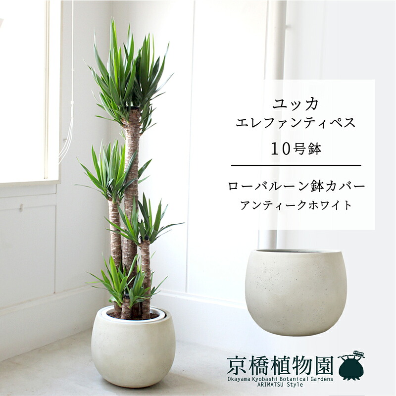 【置き目軽気球鉢取りまかなう/アンティーク白いこと】ユッカ・エレファンティペス10号【受け皿付】【兄ちゃんの木】【ラージサイズ】