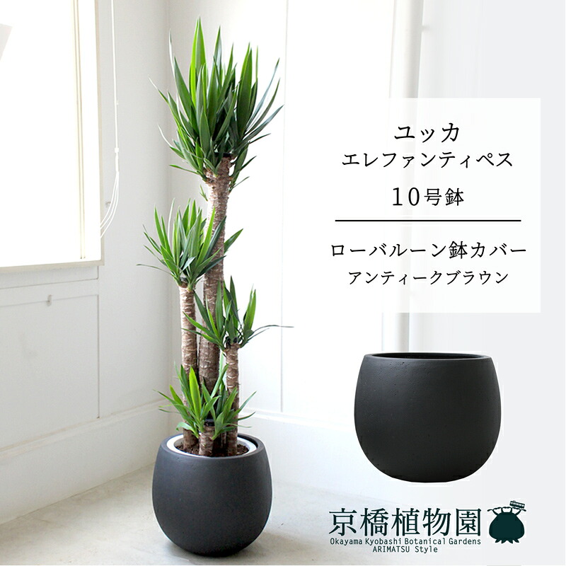 【置き目軽気球鉢取りまかなう/アンティーク赤銅色】ユッカ・エレファンティペス10号【受け皿付】【兄ちゃんの木】【ラージサイズ】
