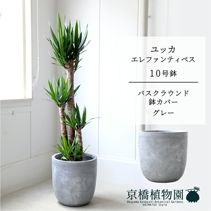 【マラソンクーポン有！】【バスクラウンド鉢カバー/グレー】ユッカ・エレファンティペス10号【受け皿付】【青年の木】【ラージサイズ】｜花のアリマツ支店