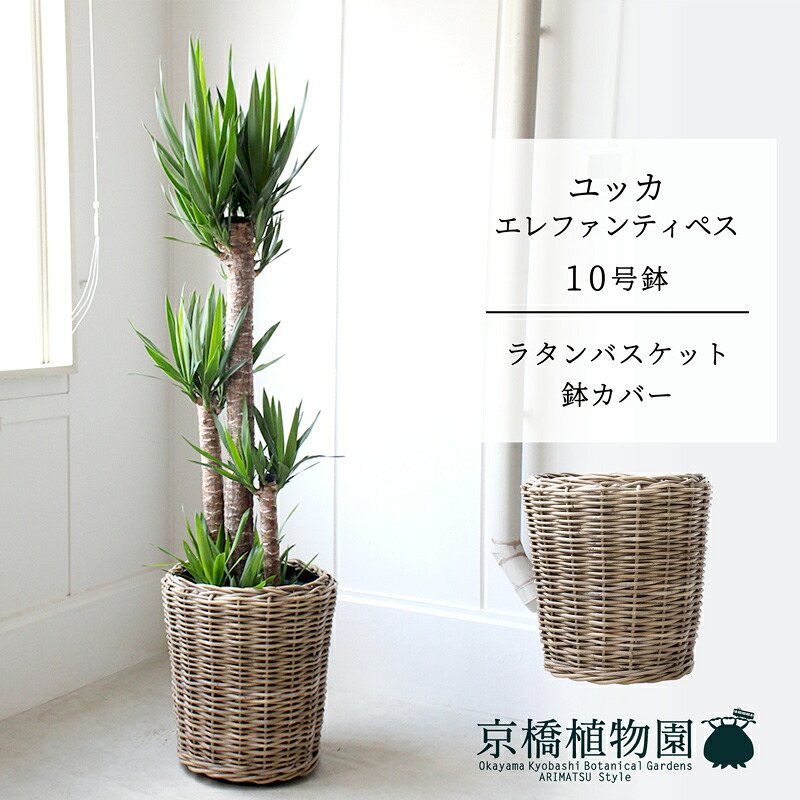 【ラタン製鉢取りまかなう付き添い人】ユッカ・エレファンティペス10号【受け皿付】【兄ちゃんの木】【ラージサイズ】
