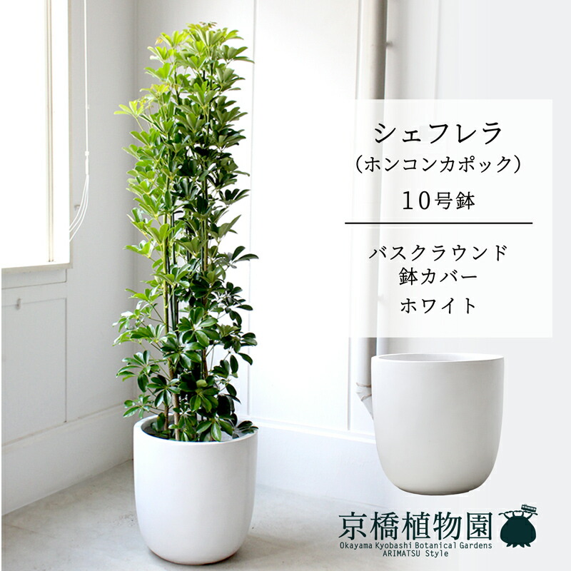 【バスクラウンド鉢取りまかなう/白いこと】シェフレラ 緑であること 10号【ホンコンパンヤ】【ヤドリフカノキ】【ラージサイズ/床置き/御祝/造り御祝い/育て分かりやすい/観葉草木】【大型】