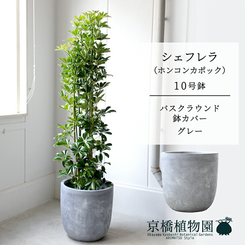 【バスクラウンド鉢取りまかなう/薄墨色】シェフレラ 緑であること 10号【ホンコンパンヤ】【ヤドリフカノキ】【ラージサイズ/床置き/御祝/造り御祝い/育て分かりやすい/観葉草木】【大型】