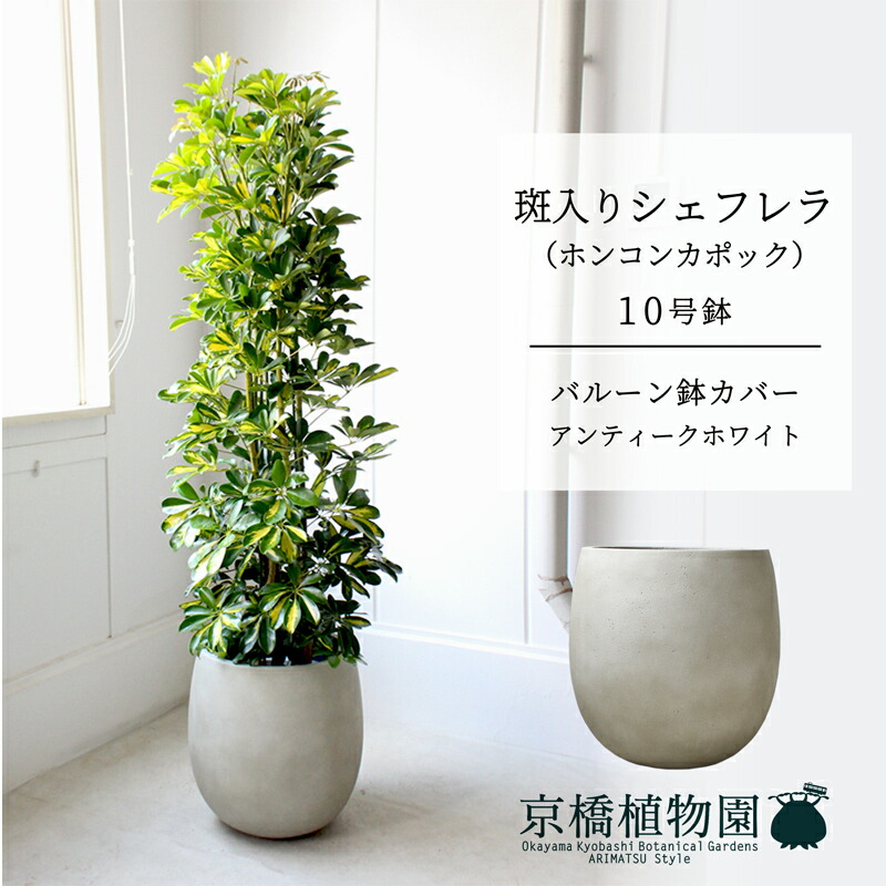 【バルーン鉢カバー：アンティークホワイト】シェフレラ　斑入り　10号【ホンコンカポック】【ヤドリフカノキ】【ラージサイズ/床置き/御祝/新築祝い/育てやすい/観葉植物】【大型】