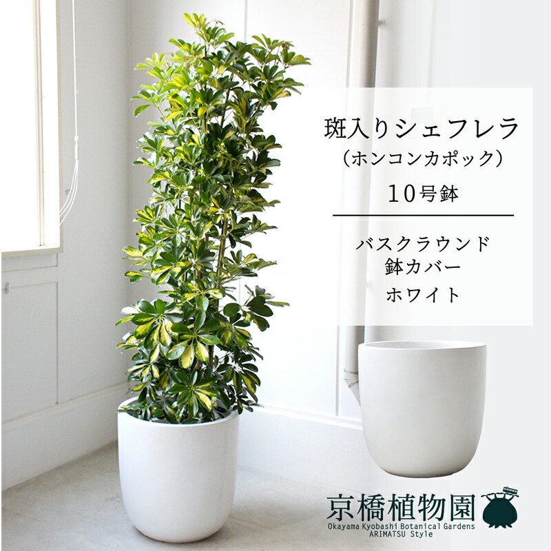 【バスクラウンド鉢取りまかなう/白いこと】シェフレラ 斑入り 10号【ホンコンパンヤ】【ヤドリフカノキ】【ラージサイズ/床置き/御祝/造り御祝い/育て分かりやすい/観葉草木】【大型】
