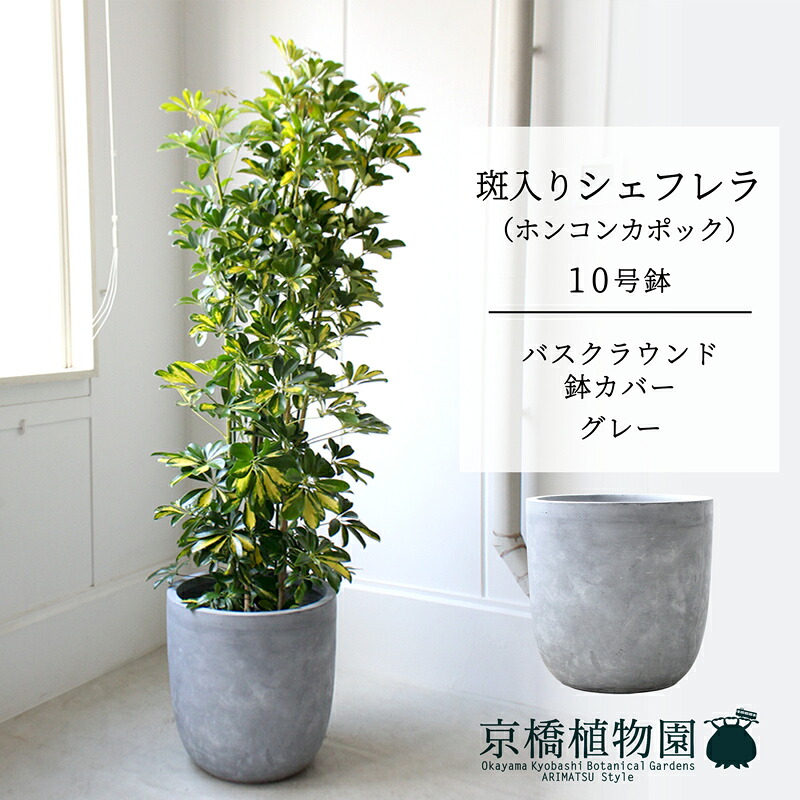 【バスクラウンド鉢取りまかなう/薄墨色】シェフレラ 斑入り 10号【ホンコンパンヤ】【ヤドリフカノキ】【ラージサイズ/床置き/御祝/造り御祝い/育て分かりやすい/観葉草木】【大型】