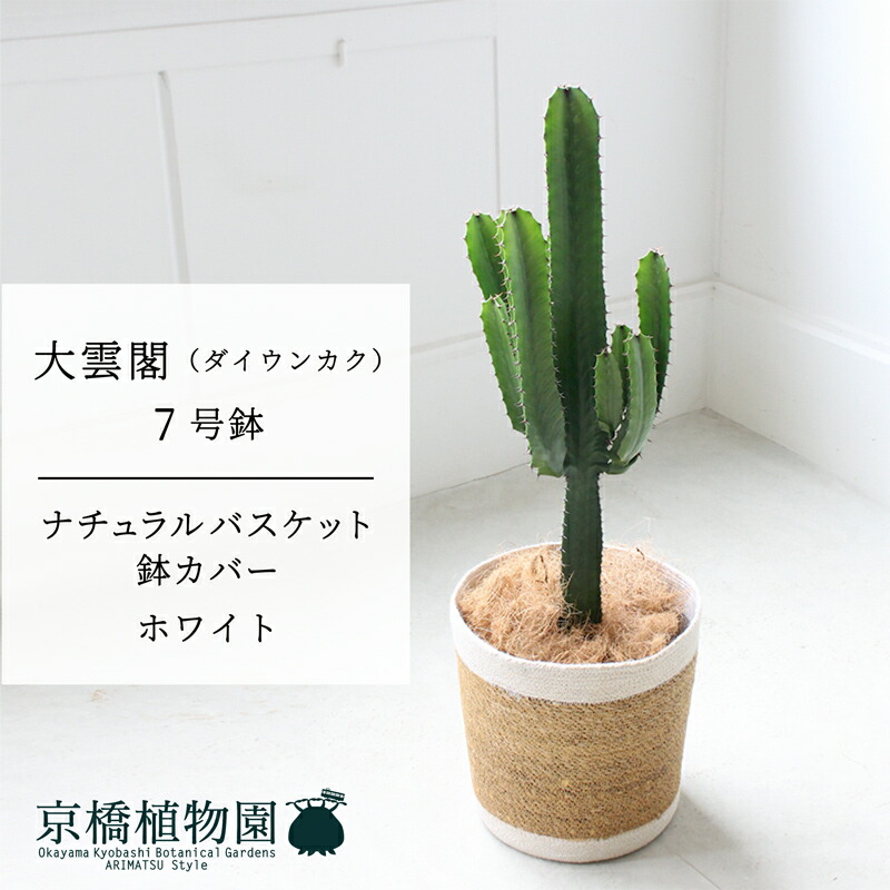 【自然的提げ篭・白いこと】大雲閣（ダイウンカク） 7号【受け皿付】【真っただ中大いさ/室内装飾/喜び事/開店お祝い/引っ越しお祝い/作りお祝い/差し上げ物/差し上げ物/育て分かりやすい/観葉草木//通信販売/大型】 観葉植物-花・観葉植物