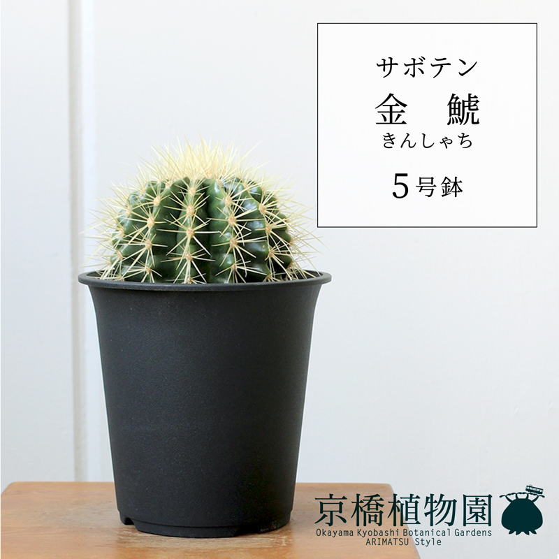サボテン 金鯱 キンシャチ 8号 観葉植物 楽天市場】サボテン 金鯱 8号 プラ鉢 キンシャチ 土 鉢 種 種類