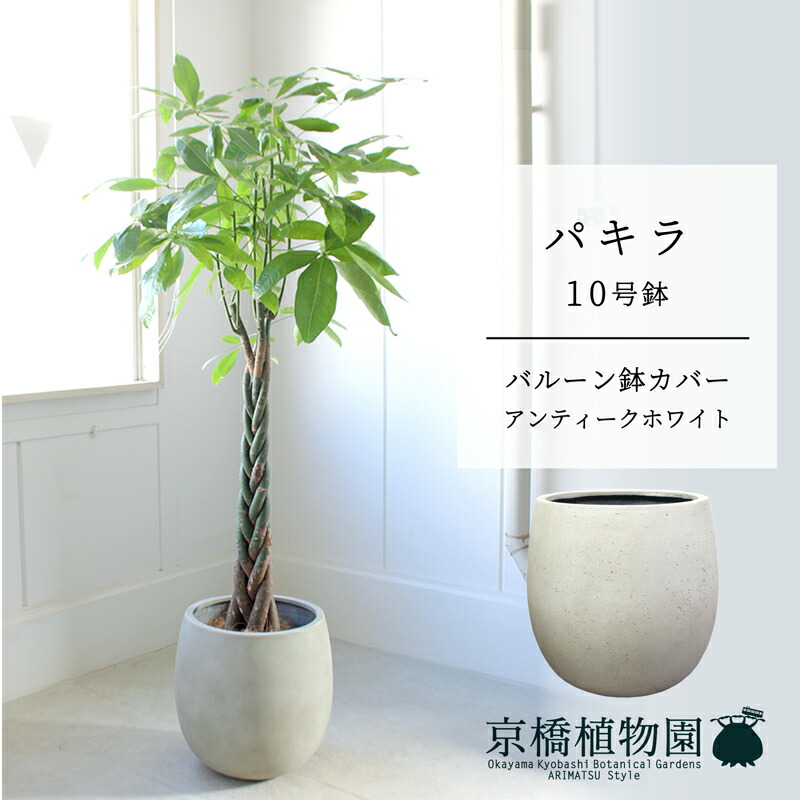 【軽気球鉢取りまかなう付き添い人/アンティーク白いこと】パキラ 10号【受け皿付】【ラージサイズ】