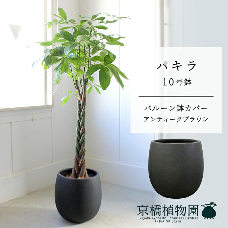 【軽気球鉢取りまかなう付き添い人/アンティーク赤銅色】パキラ 10号【受け皿付】【ラージサイズ】
