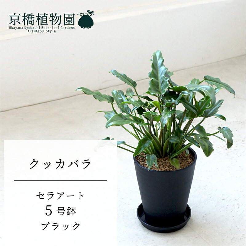 楽天市場】クッカバラ 5号【スモールサイズ/卓上/インテリア