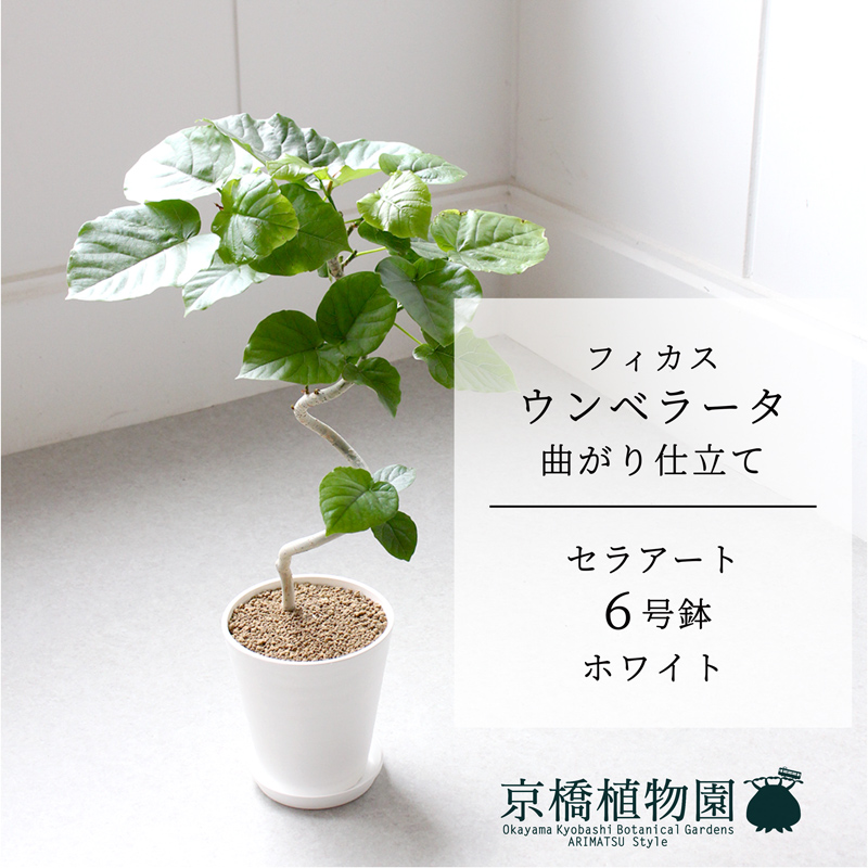楽天市場】フィカス・ウンベラータ曲がり 7号【カンサラ鉢カバー