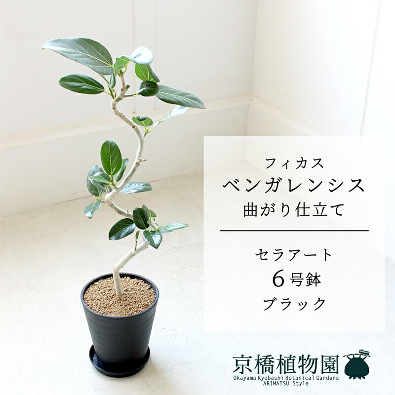 【マラソンクーポン有】【セラアート鉢／ブラック】フィカス　ベンガレンシス　6号　E6G【受け皿付き】【ミドルサイズ 観葉植物 インテリア おしゃれ 人気 引越し祝い 開店祝い 新築祝い お祝い 通販 鉢植え 育てやすい ギフト】