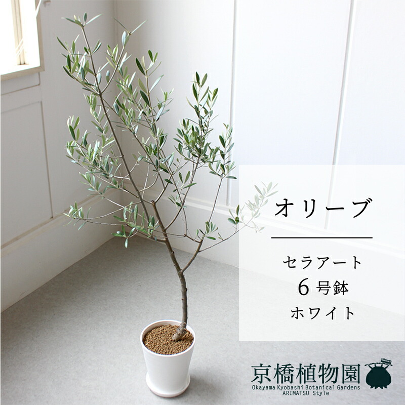 【マラソンクーポン有】【セラアート鉢／ホワイト】オリーブ 　6号【受け皿付き】【スモールサイズ 観葉植物 植物 置物 モダン インテリア おしゃれ 人気 引越し祝い 開店祝い 新築祝い 転居祝い お祝い 鉢植え 育てやすい 観葉 ギフト プレゼント】