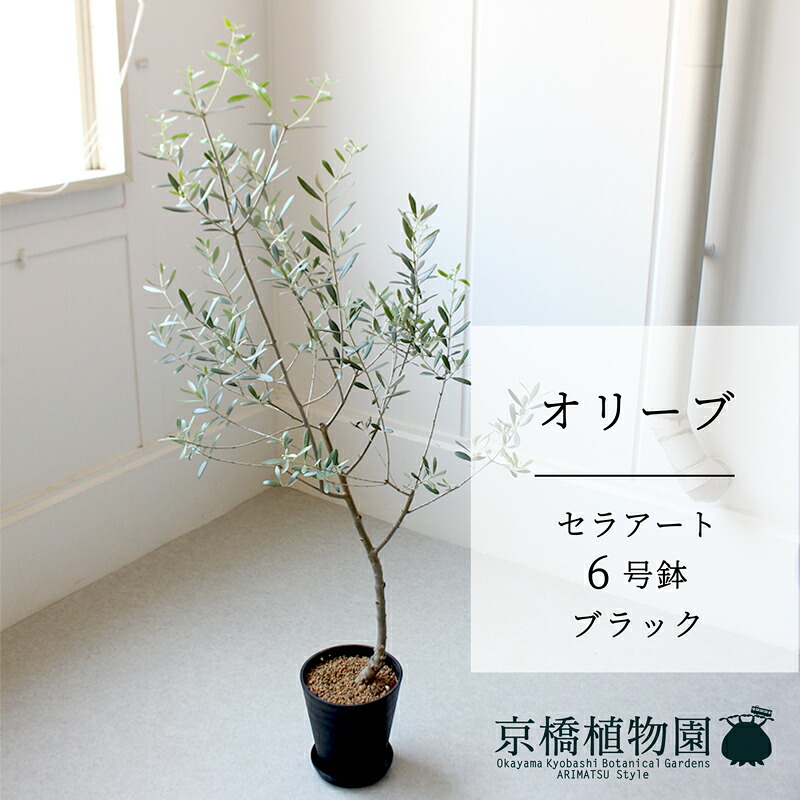 【マラソンクーポン有】【セラアート鉢／ブラック】オリーブ 　6号【受け皿付き】【ミドルサイズ 観葉植物 インテリア おしゃれ 人気 引越し祝い 開店祝い 新築祝い 転居祝い お祝い 鉢植え 育てやすい 観葉 ギフト プレゼント】