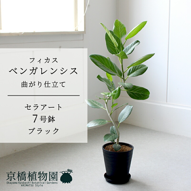 楽天市場】プロテア・スペシャルピンクアイス 6号 花無し【観葉植物