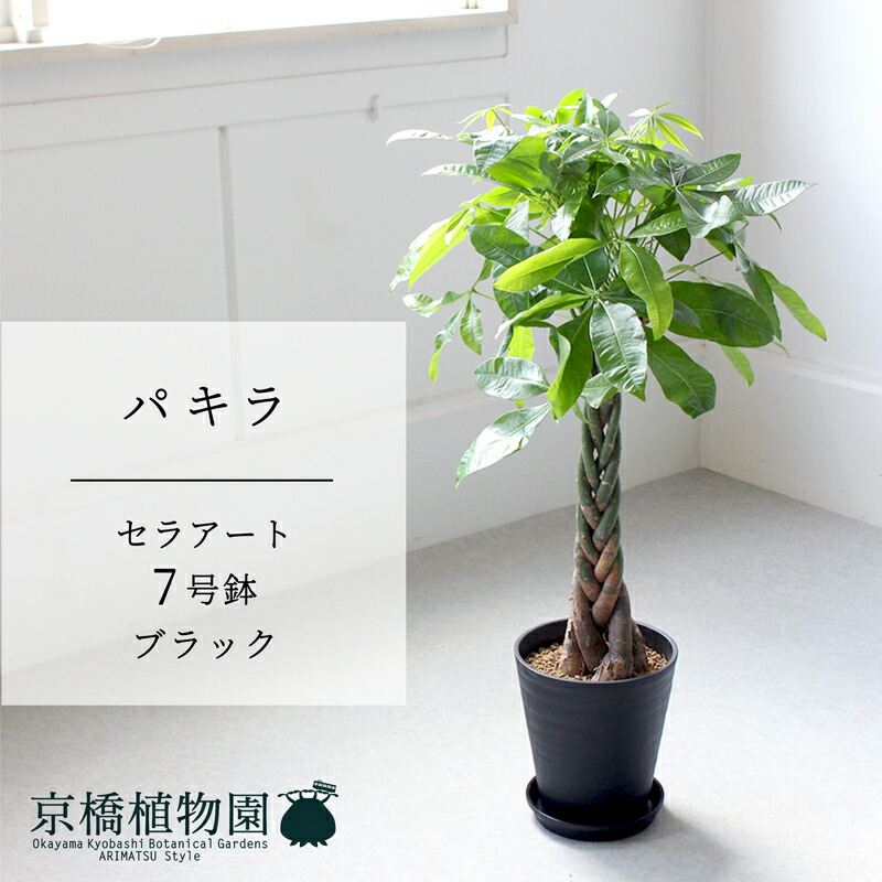 【SS引き換え証あり】【またの日送りとどける能力のある】【セラアート鉢／黒いこと 黒】パキラ 7号【受け皿付き添い人】【真っただ中大きさ 観葉草木 今めかしい 室内装飾 今めかしい 一般受け 引き移る祝賀会 開店祝賀会 造営祝賀会 引っ越し祝賀会 祝賀会 鉢植え 育て分かりやすい 差し上げ物 差し上げ物】