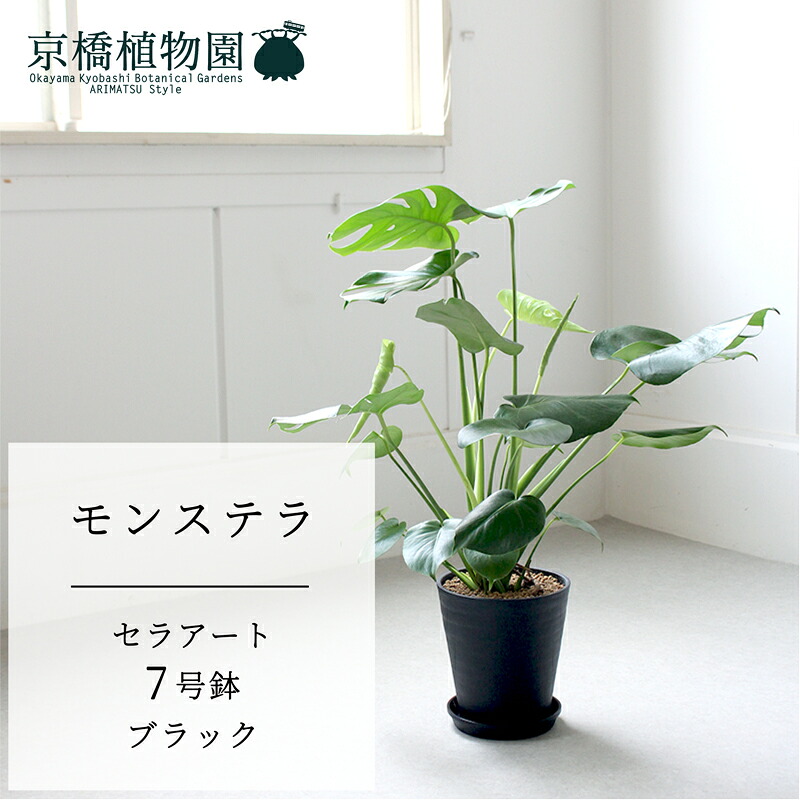 【マラソンクーポン有!】【セラアート鉢/ブラック 黒】モンステラ 7号【受け皿付き】【ミドルサイズ 観葉植物 植物 置物 モダン インテリア おしゃれ 人気 引越し祝い 開店祝い 新築祝い 転居祝い お祝い 鉢植え 育てやすい 観葉 ギフト プレゼント】|花のアリマツ支店