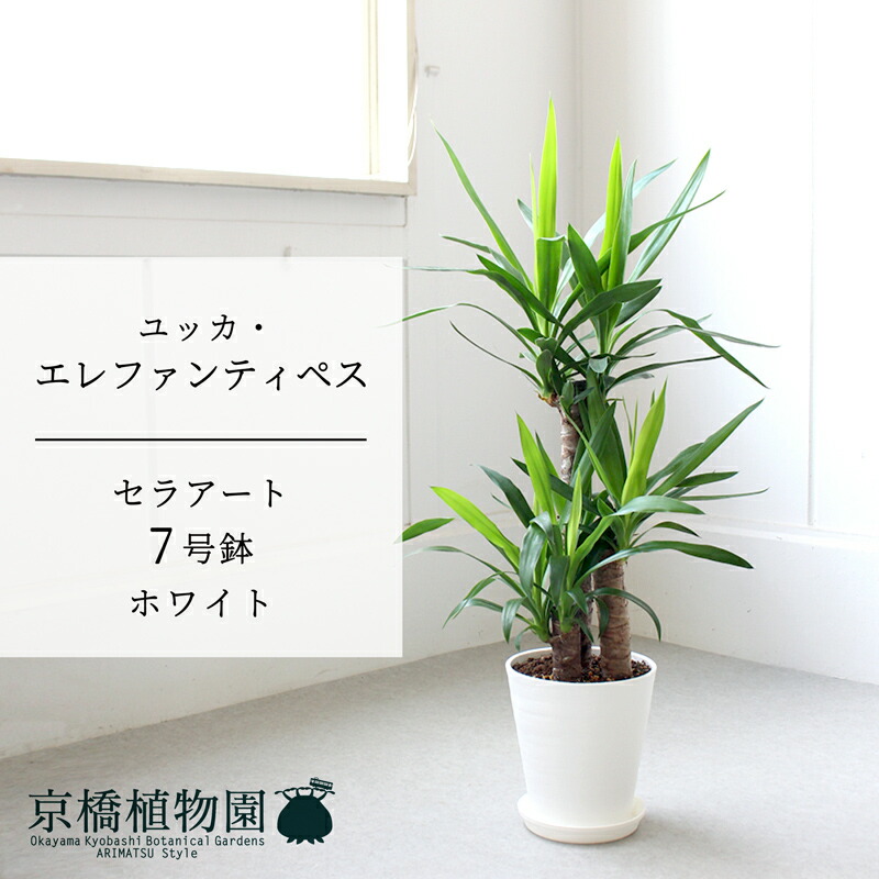 引き取り限定★　観葉植物　ユッカ　エレファンティペス　青年の樹 楽天市場】観葉植物 ユッカ エレファンティペス（青年の木）10号