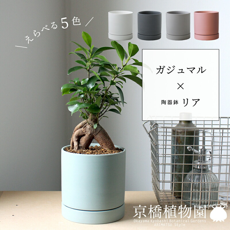 楽天市場】【5日はP5倍！】【マラソンクーポン有】ガジュマル 7