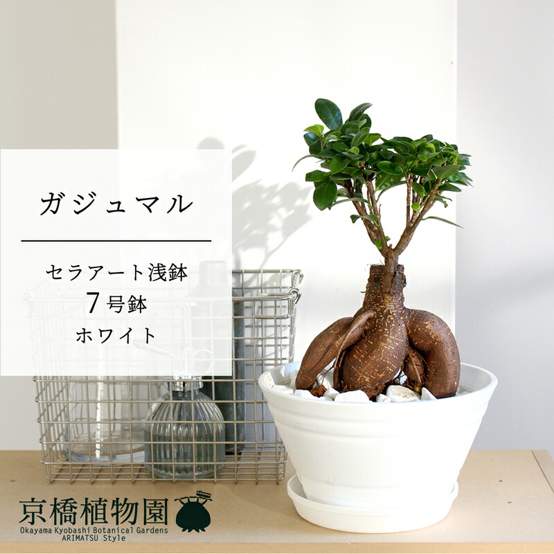 楽天市場】ガジュマル 7号 黒セラアート鉢【ミドルサイズ/インテリア