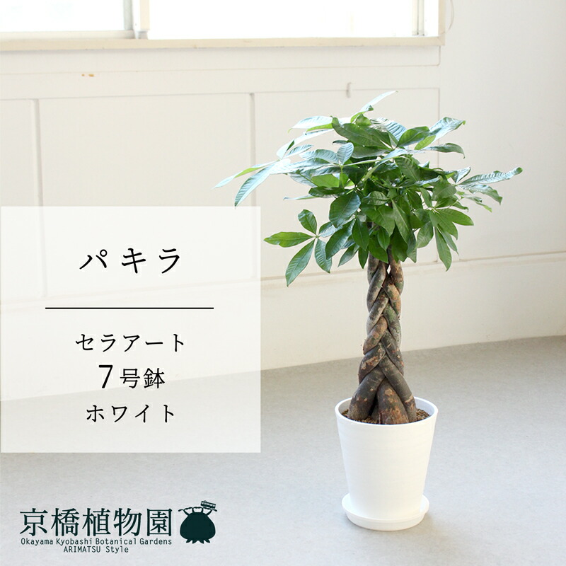 楽天市場】【1日はP7倍！】【現品】サボテン 吹雪柱