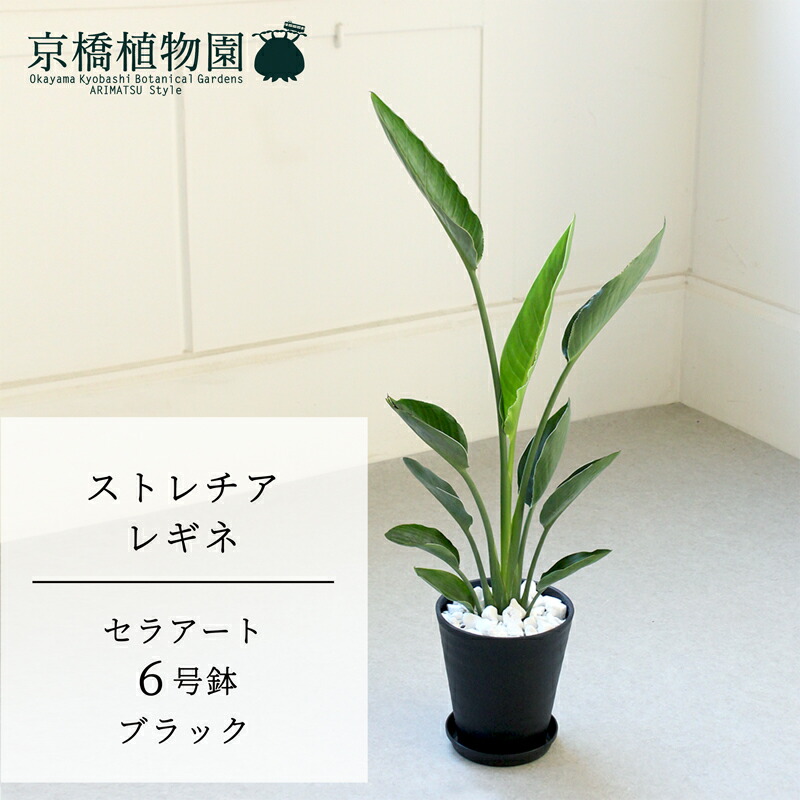 【現品】ストレチア/ストレリチア・レギネ　10号　（１） green-power_ag-201016-2