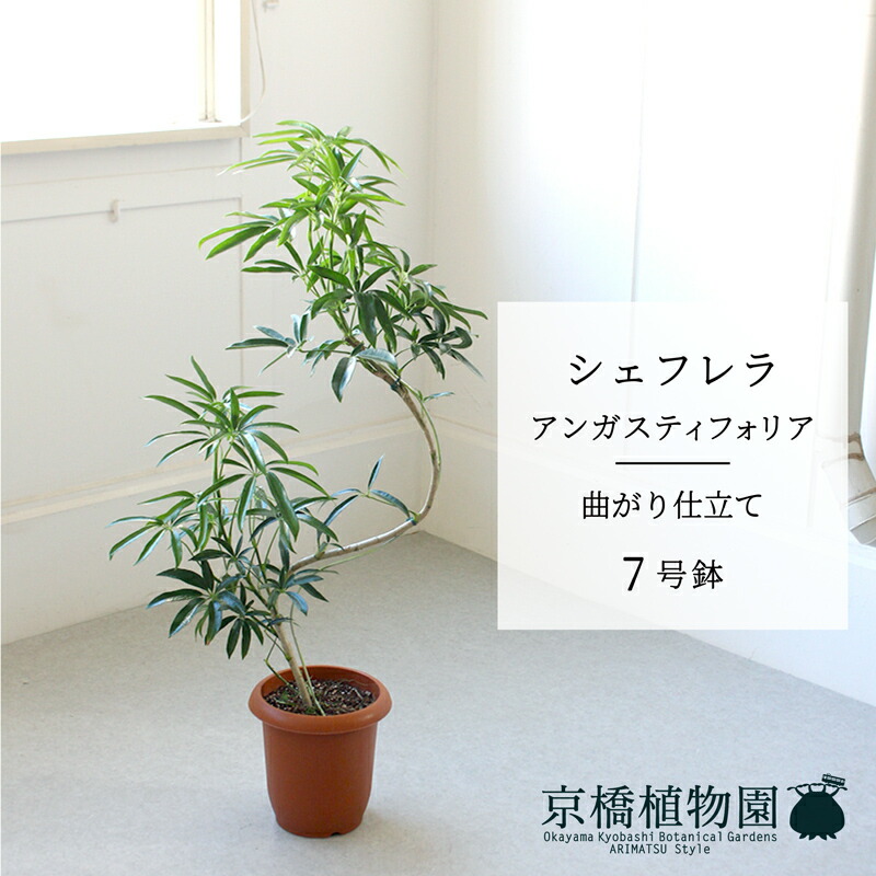 皇帝アナナス アルカンタレア子株付き ail8-new.jpg