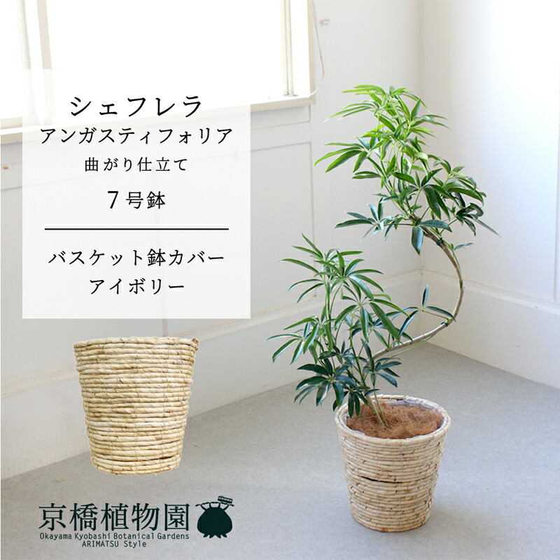 楽天市場】アンガスティ フォリア 斑入り 曲がり 8号 観葉植物