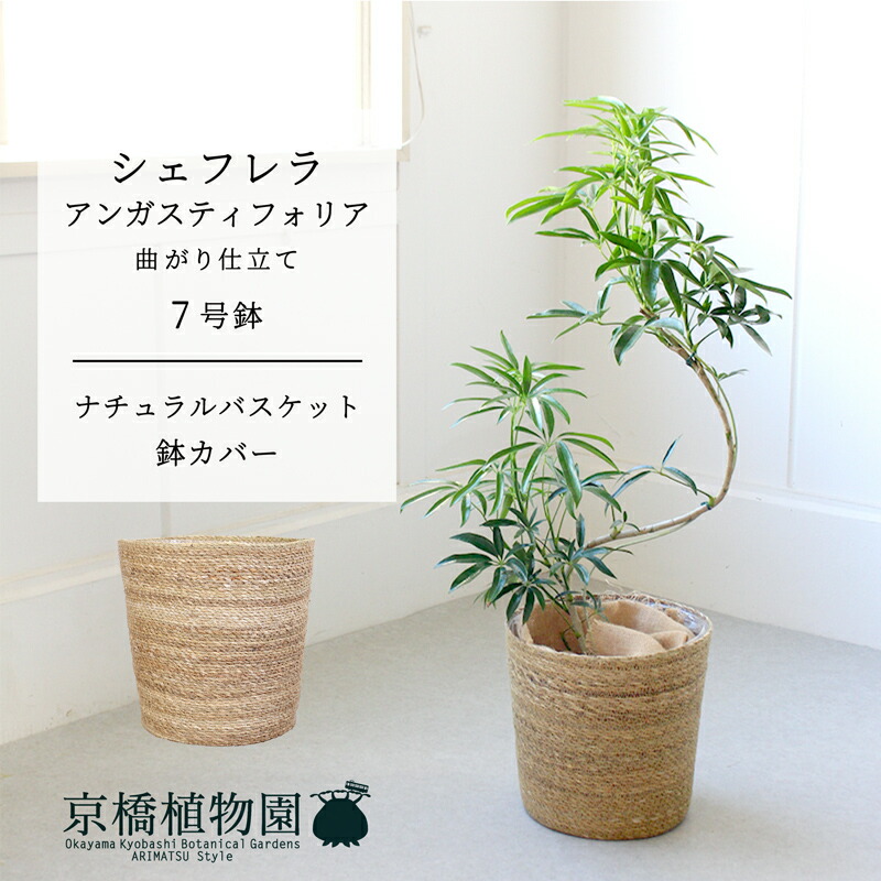 楽天市場】アンガスティ フォリア 10号 観葉植物 シェフレラ ホンコン