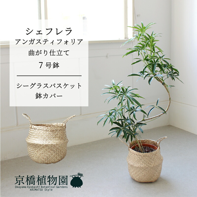 楽天市場】アンガスティ フォリア 10号 観葉植物 シェフレラ ホンコン