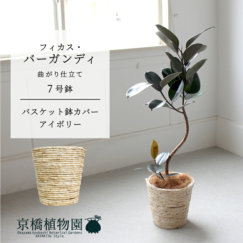 【バスケット鉢カバー：アイボリー】フィカス・バーガンディ　曲がり　7号【ミドルサイズ 観葉植物 植物 置物 モダン インテリア おしゃれ 人気 引越し祝い 開店祝い 新築祝い 転居祝い お祝い 鉢植え 育てやすい 観葉 ギフト プレゼント】