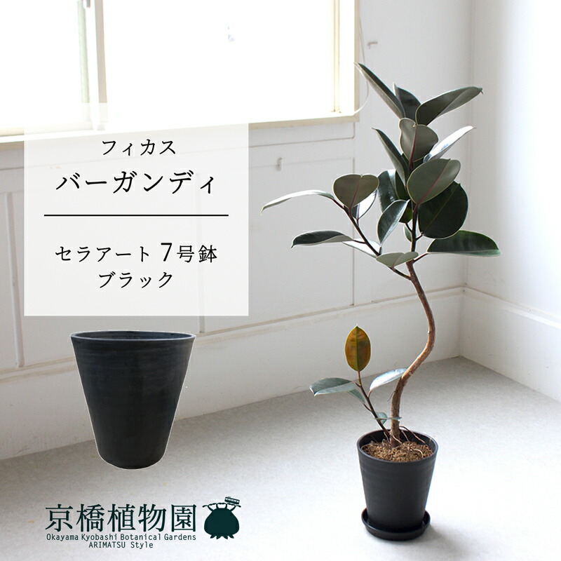 楽天市場】【バルーン鉢カバー：アンティークブラウン】フィカス