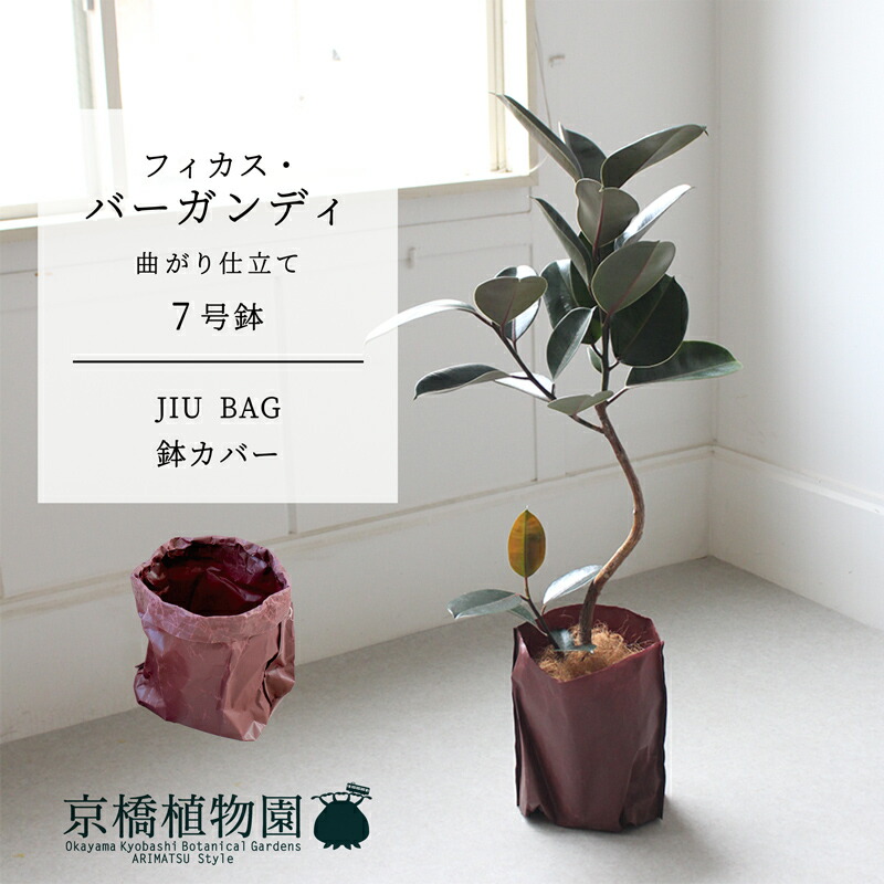 大型 フィカス バーガンディ S字仕立て 陶器鉢 植え込み発送