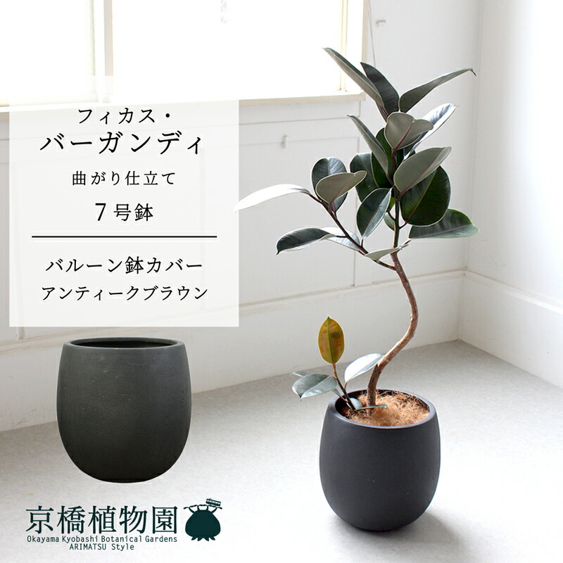 大型 フィカス バーガンディ S字仕立て 陶器鉢 植え込み発送