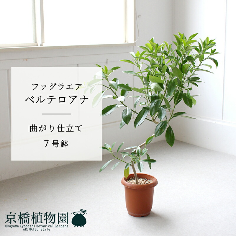 楽天市場】観葉植物/ファグラエア：ベルテロアナ（斑入り）5号